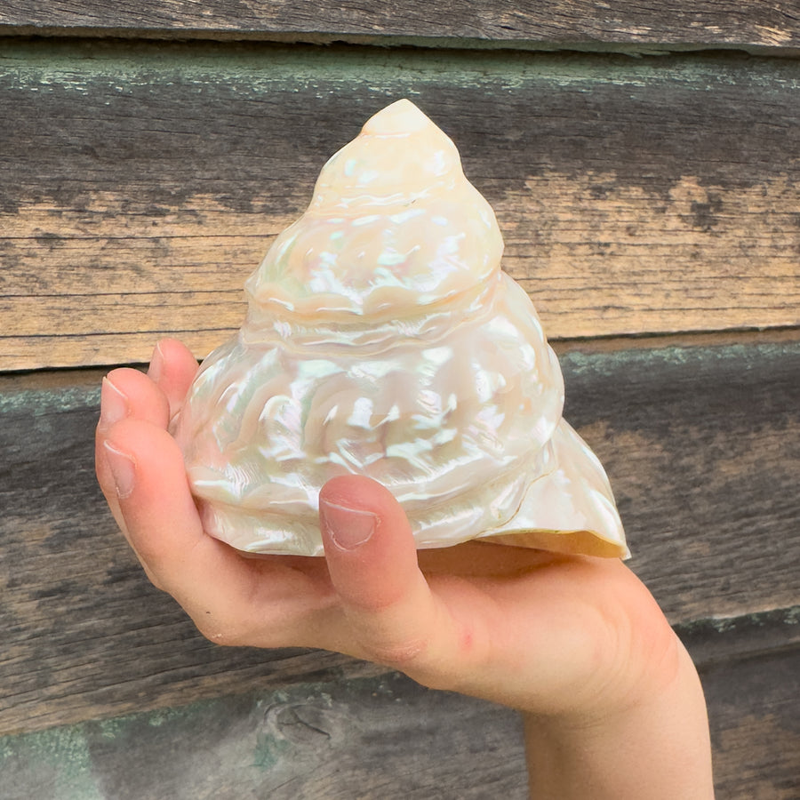 Mythical Seashell Scoops