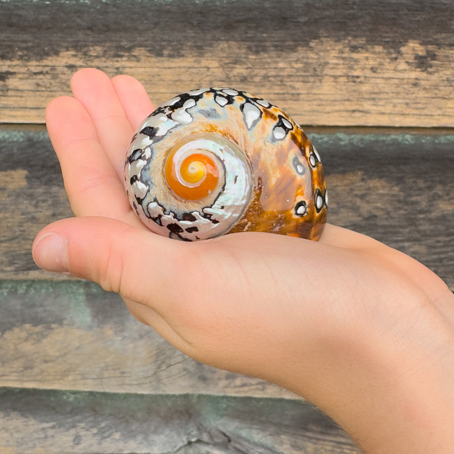 Mythical Seashell Scoops