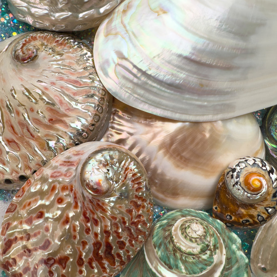 Mythical Seashell Scoops