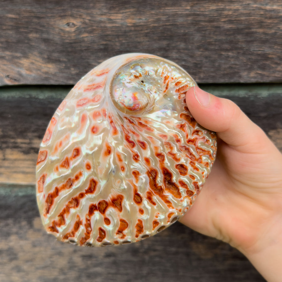 Mythical Seashell Scoops