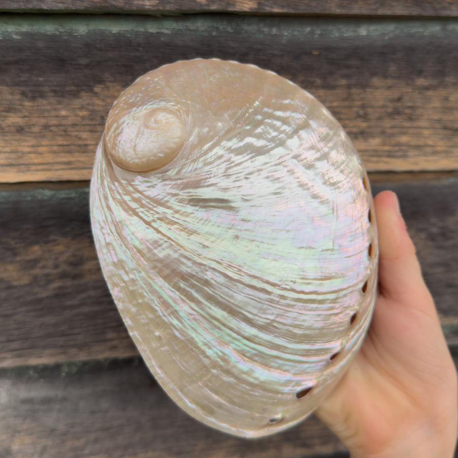 Mythical Seashell Scoops