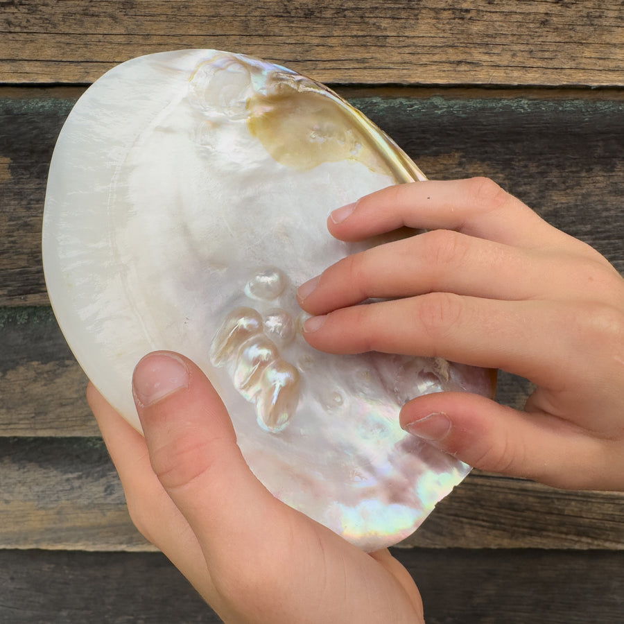 Mythical Seashell Scoops