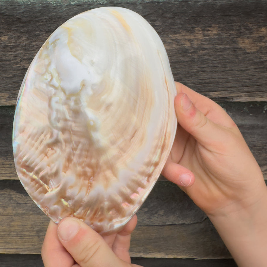 Mythical Seashell Scoops