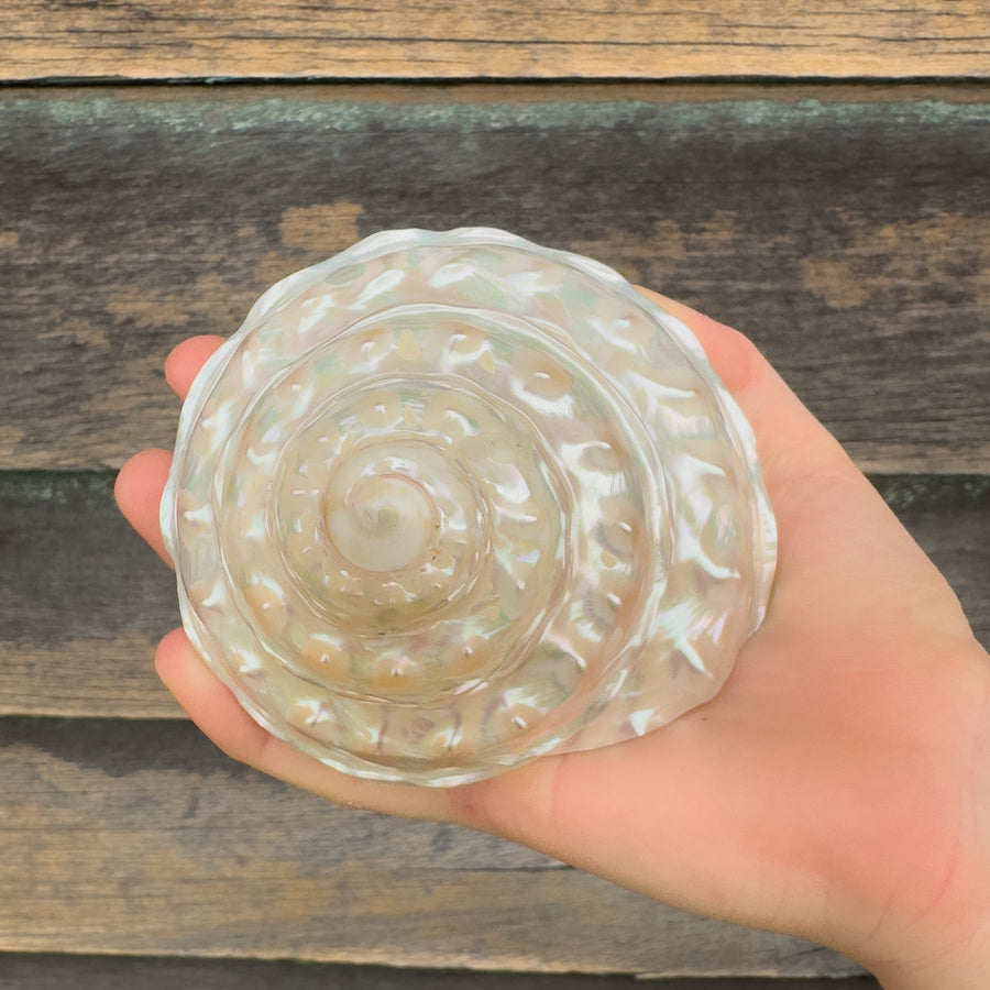 Mythical Seashell Scoops