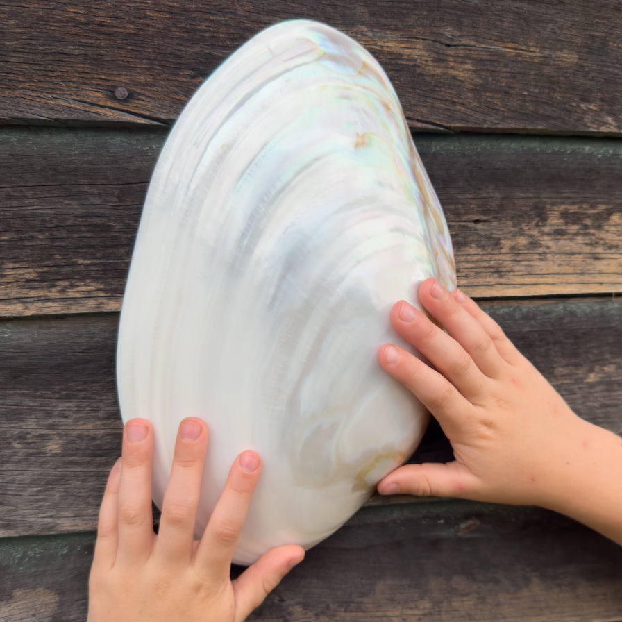Mythical Seashell Scoops